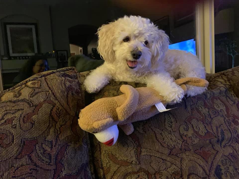 Readers pet photos